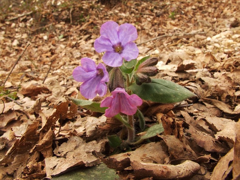 062 Pulmonaria Officinalis